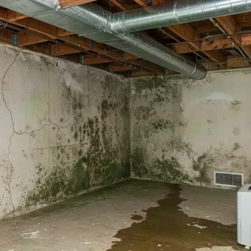 Professional Mold Removal in Canby, OR